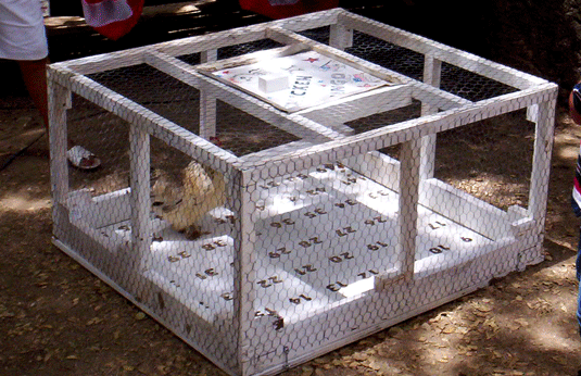 chicken bingo setup