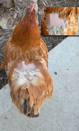 hen with extra large bandaid