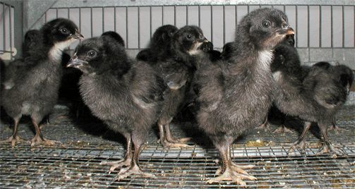 chicks in brooder