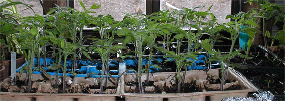 tomato seedlings