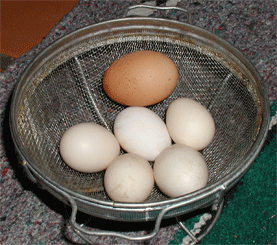 first eggs