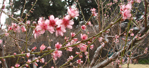 floweriing orchard