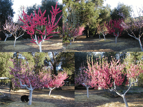 orchard in full bloom